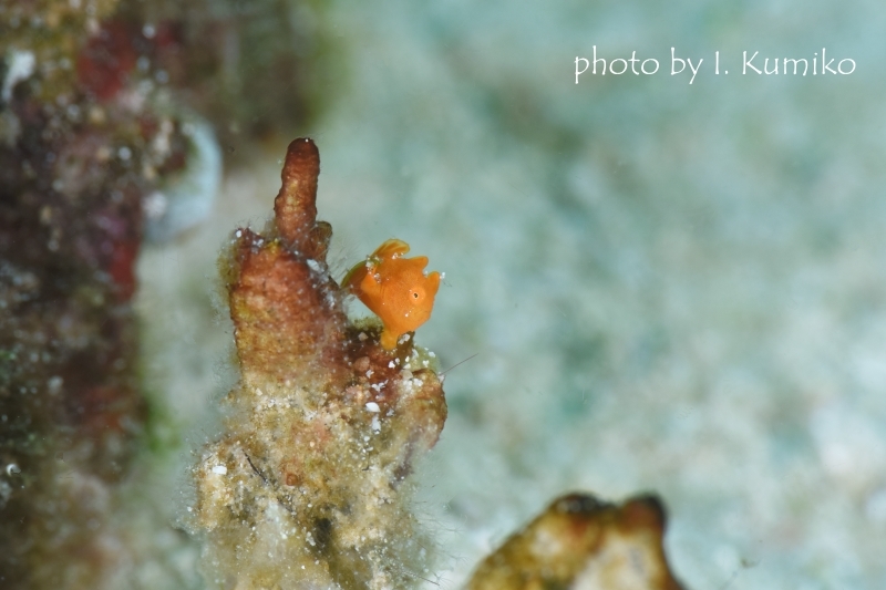 イロカエルアンコウYg