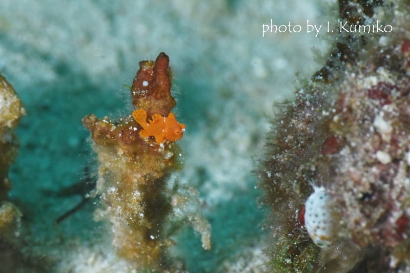 イロカエルアンコウYg