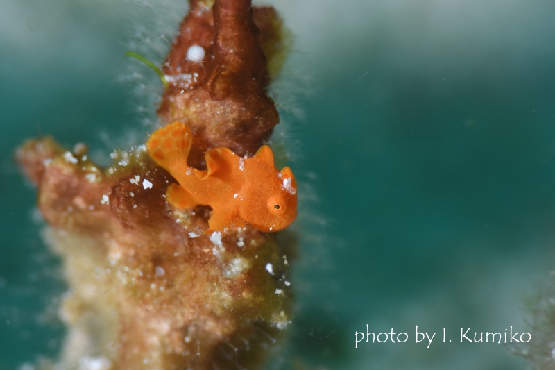 イロカエルアンコウYg