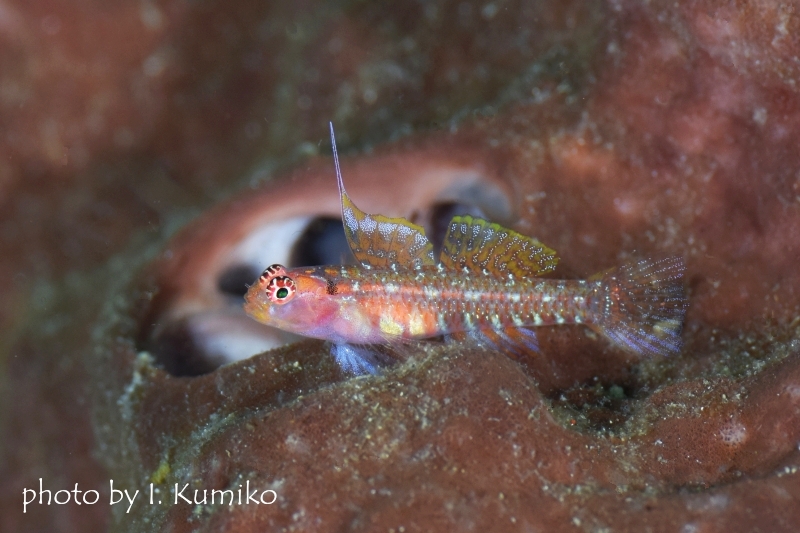 オオゴチョウイソハゼsp