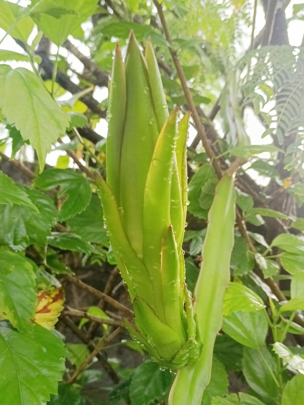 1月30日のドラゴンフルーツの蕾