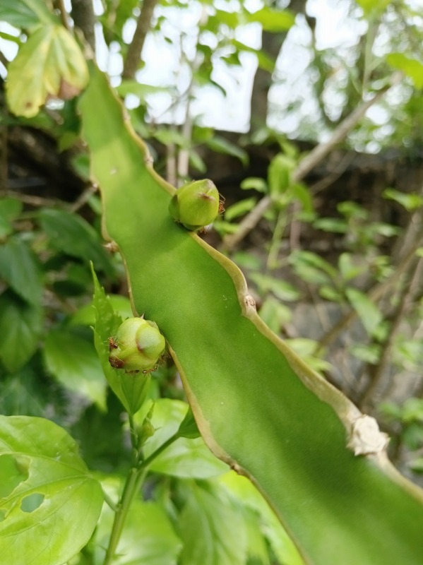 1月17日のドラゴンフルーツの蕾