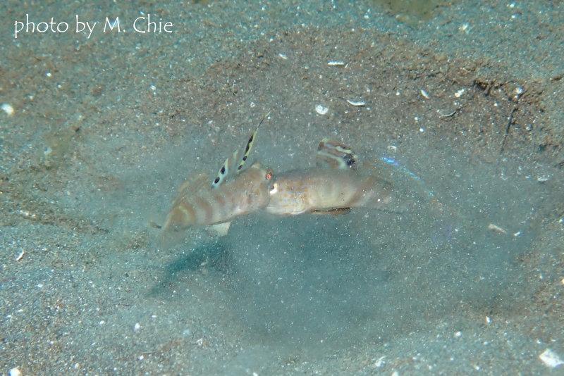 カスリハゼの夫婦喧嘩