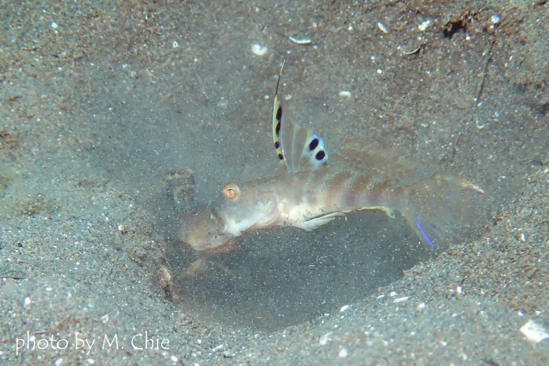 カスリハゼの喧嘩