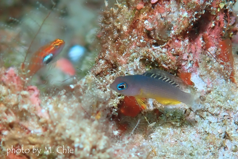 コモドドティバックYg