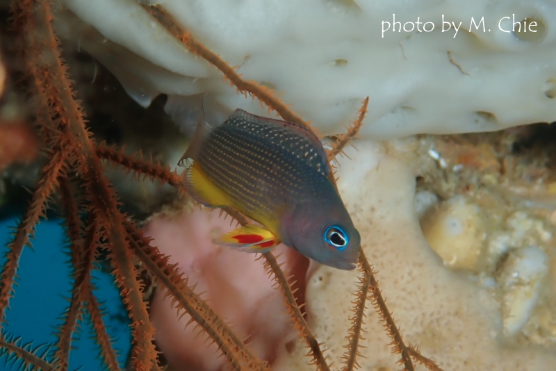 コモドドティバック