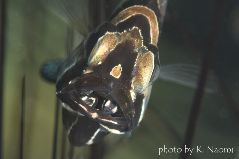 バンガイカーディナルフィッシュの口内保育（幼魚）