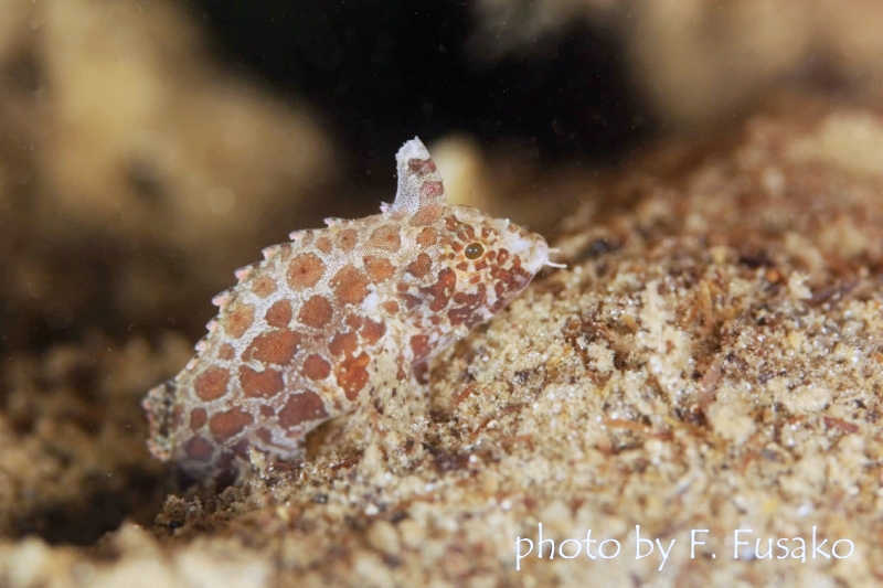 通称:キリンちゃん