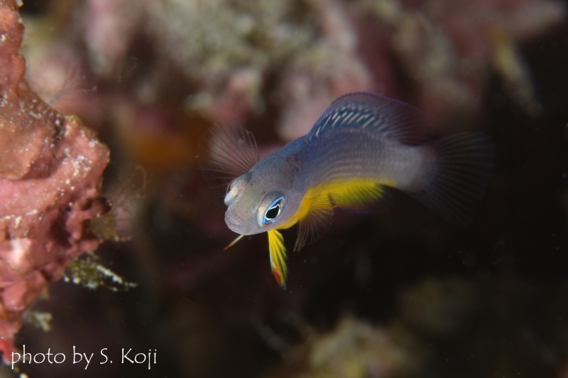 コモドドティバックYg