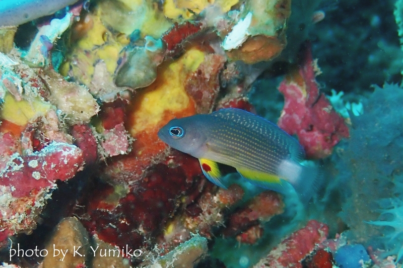 コモドドティバック