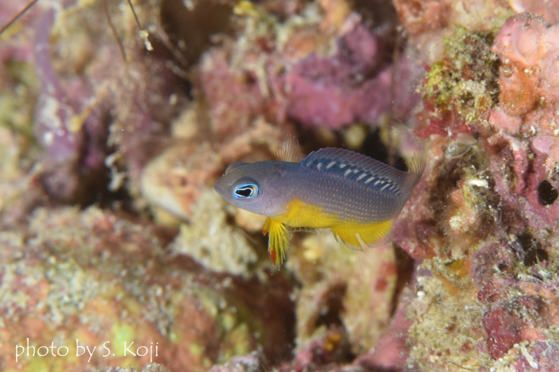 コモドドティバックYg