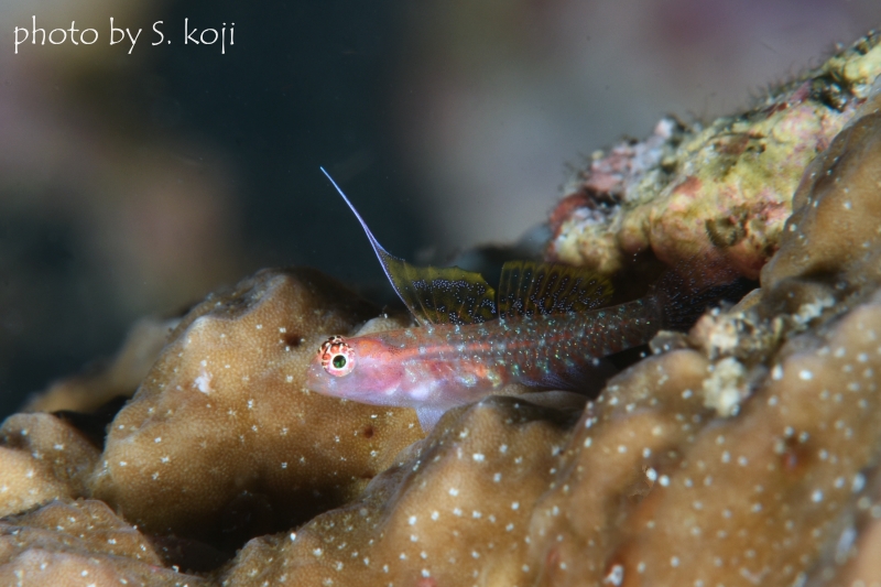 背びれが立派なオオゴチョウイソハゼsp