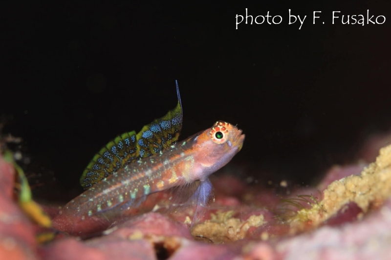 オオゴチョウイソハゼ sp