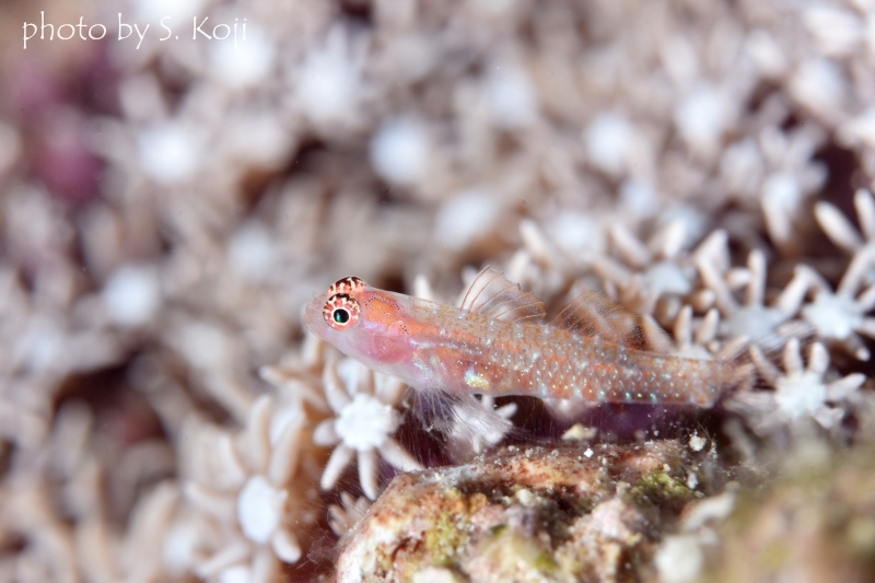 オオゴチョウイソハゼspメス