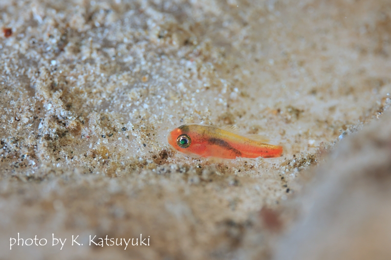 ミジンベニハゼの仲間？