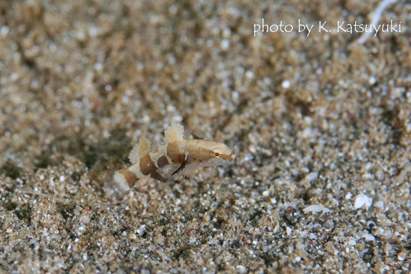 オキナワハゼのYg