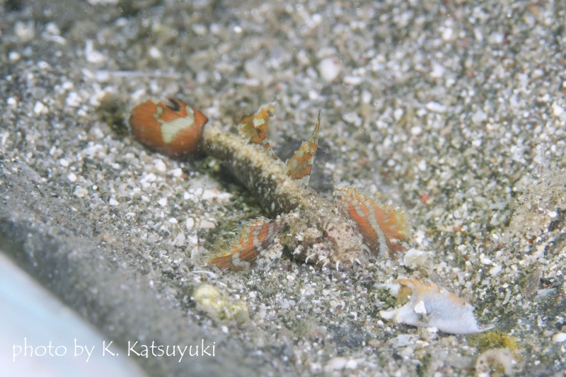 ホムラモドキ（ミニマッドゴビー）♂