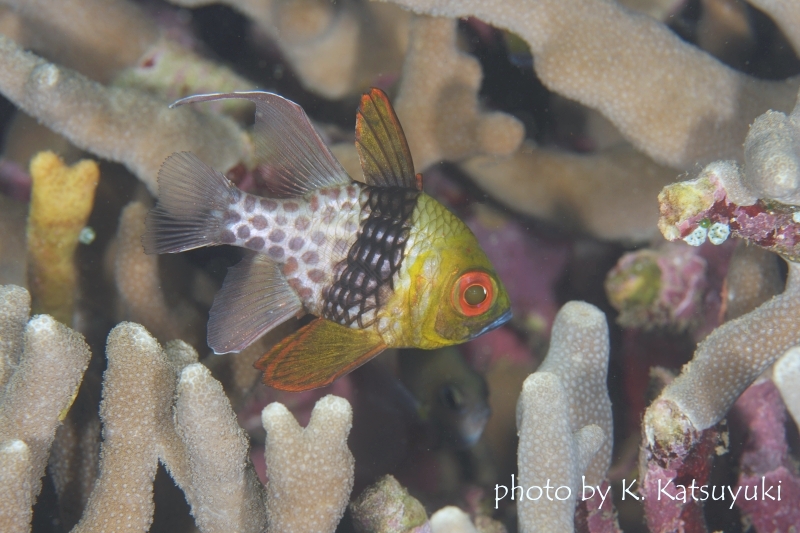 マンジュウイシモチの成魚