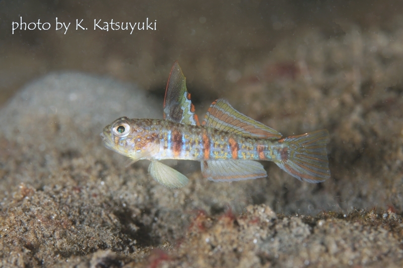 通称:ピンコちゃん