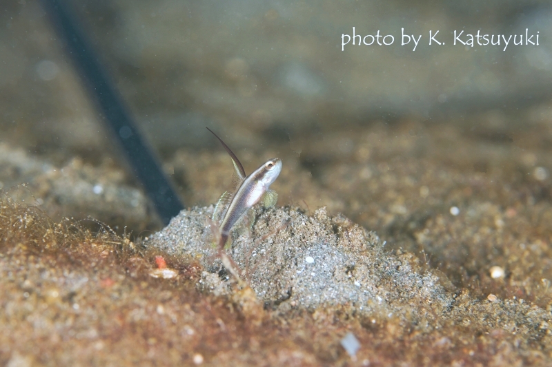 ブラックスピアシュリンプゴビーYg