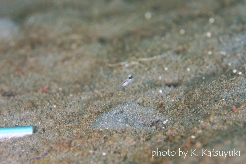 ブルーシュリンプゴビー