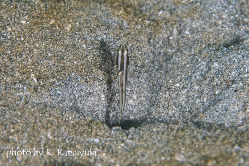 ブラックスピアシュリンプゴビー後ろからアングル