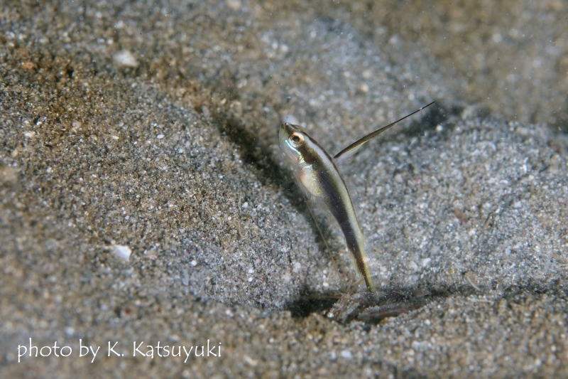 ブラックスピアシュリンプゴビー