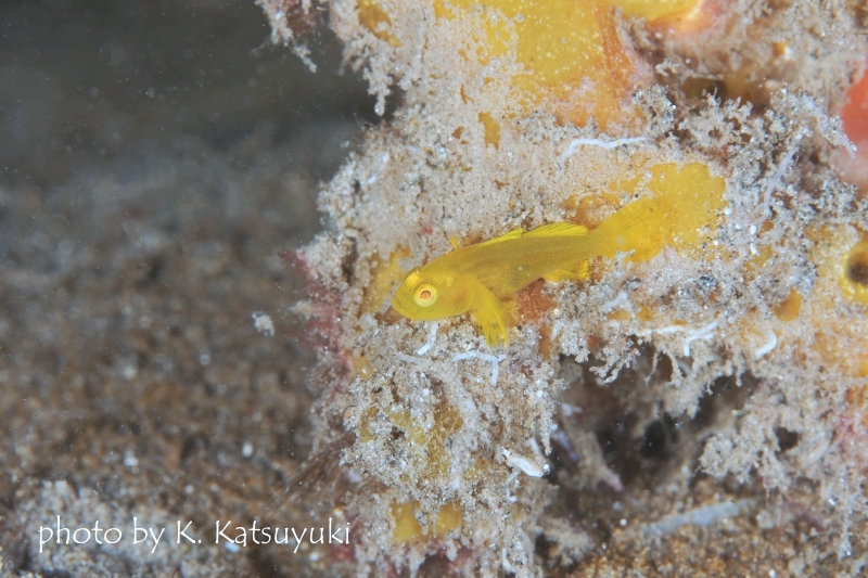 タイニーゴビー