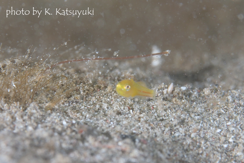 ミジンベニハゼの仲間