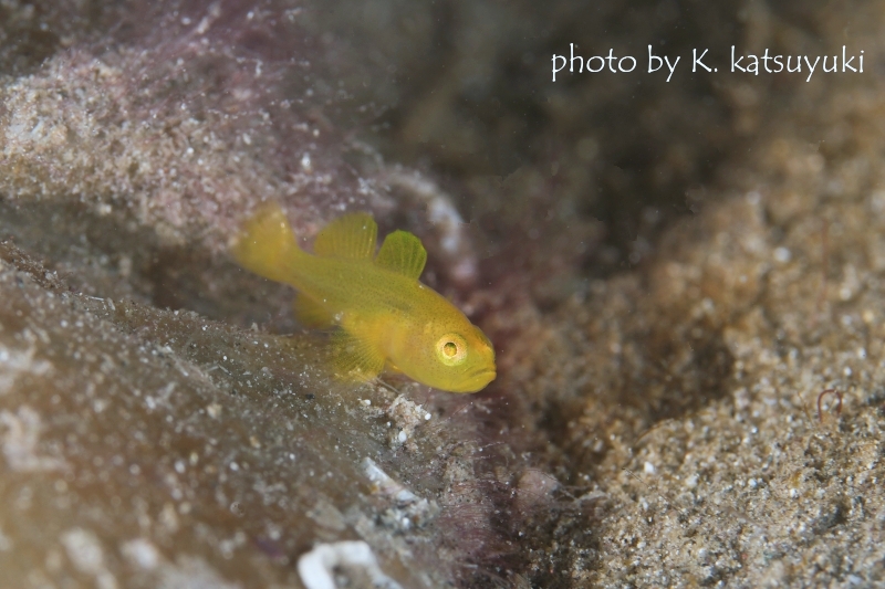 タイニーゴビー