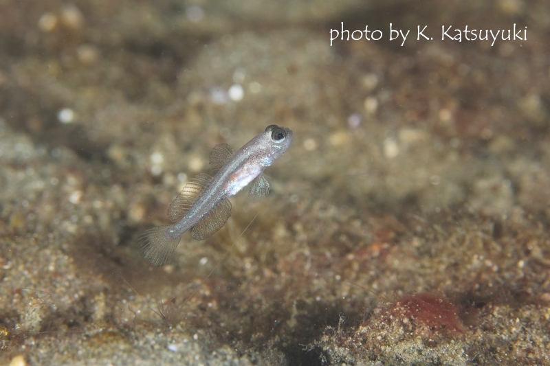 ブルーシュリンプゴビー