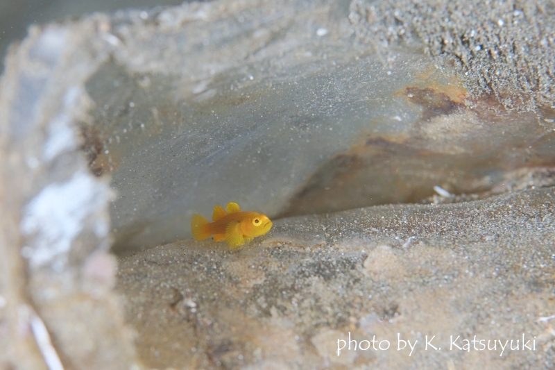 タイニーゴビー