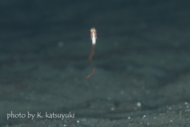 イエロースポッテッドバンドフィッシュYg