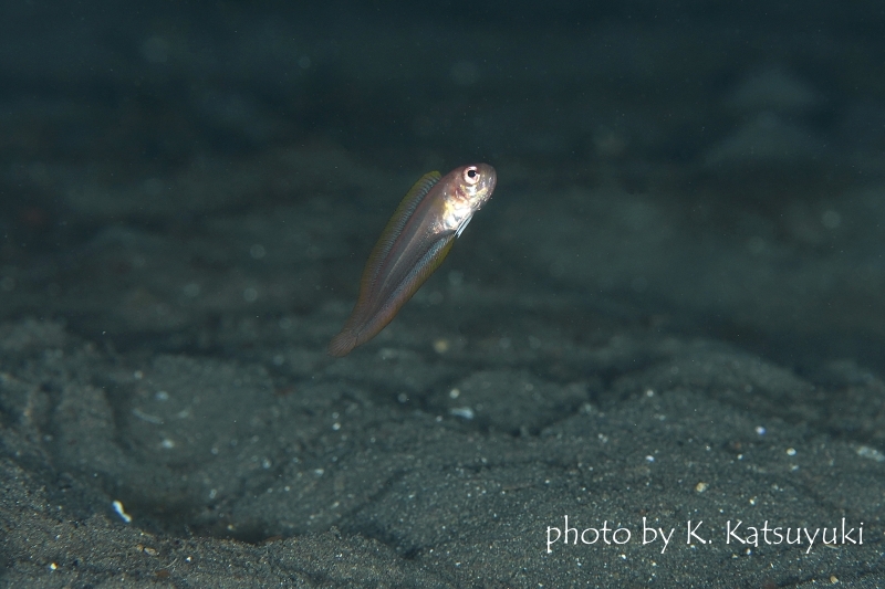 イエロースポッテッドバンドフィッシュYg