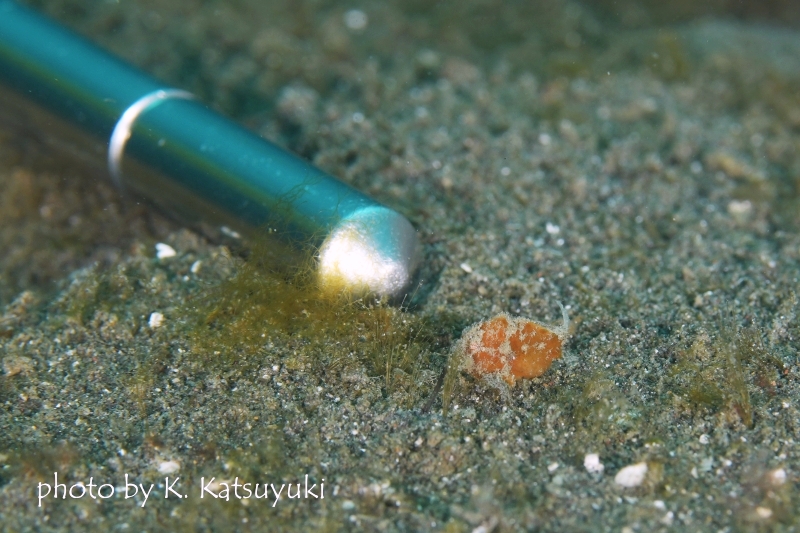 ベニカエルアンコウBaby