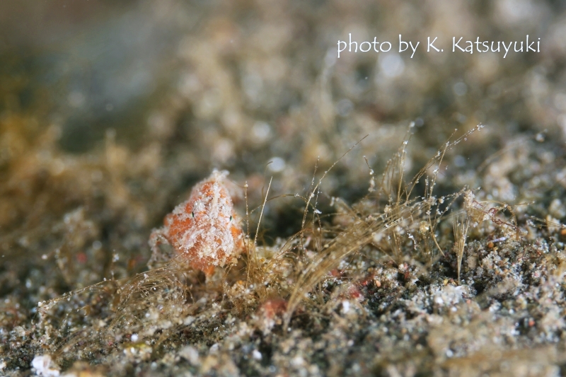 ベニカエルアンコウ