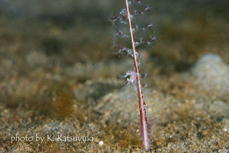 エボシカクレエビの仲間
