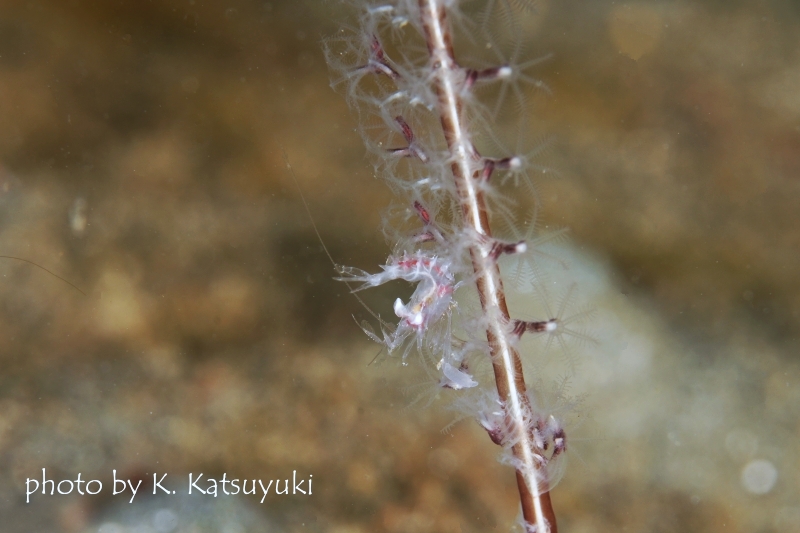 エボシカクレエビの仲間