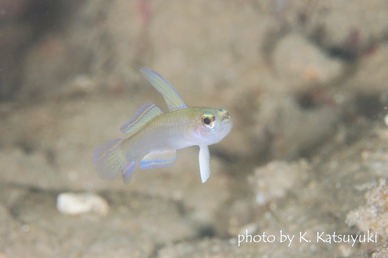 モエギハゼの仲間