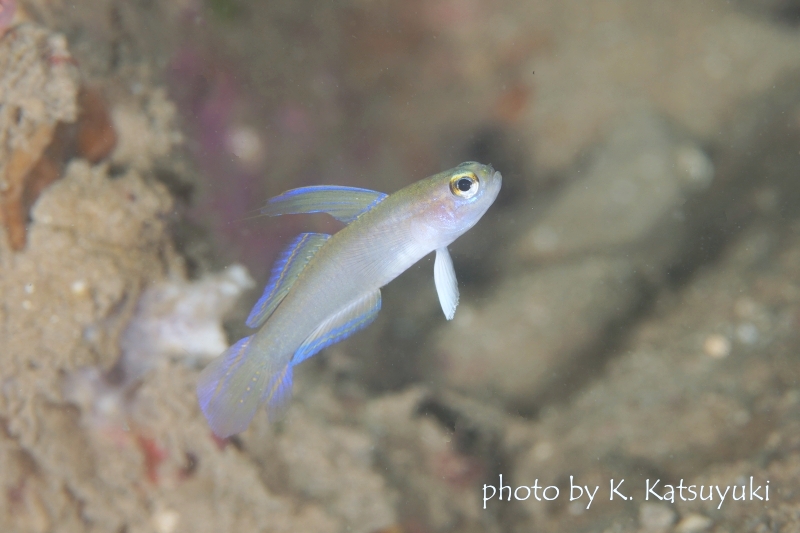 モエギハゼの仲間