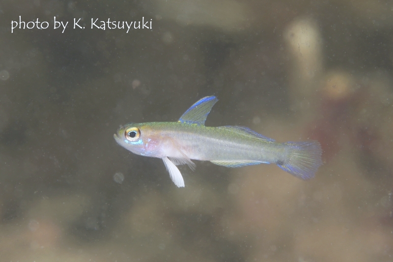 モエギハゼの仲間メス