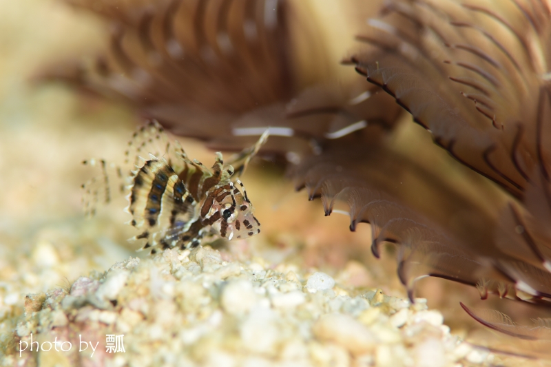 シマヒメヤマノカミYg