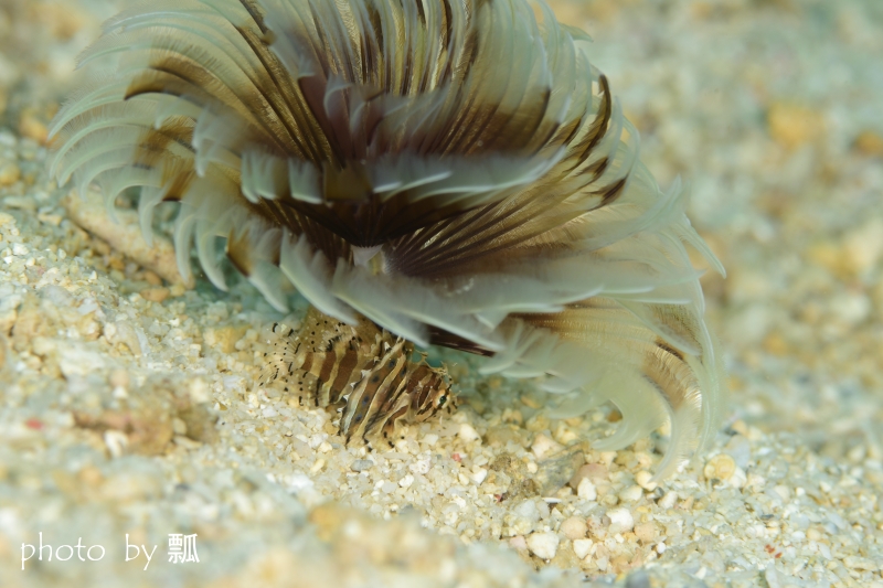 シマヒメヤマノカミYg