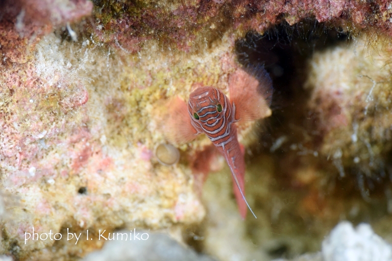 スレッドフィンリーフゴビー