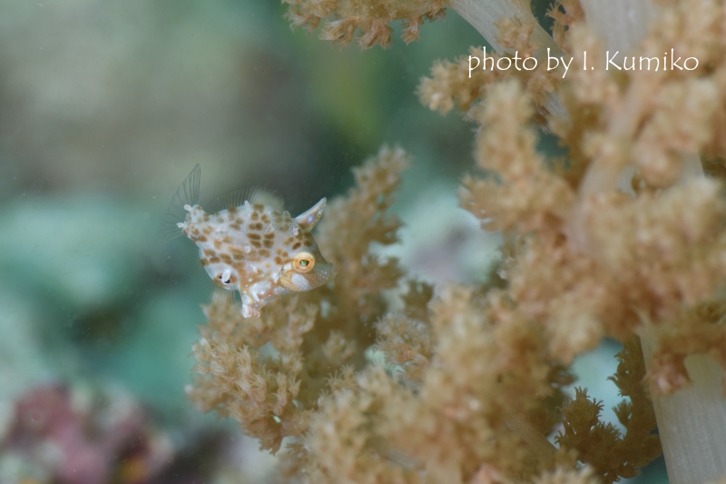 リトルファイルフィッシュ