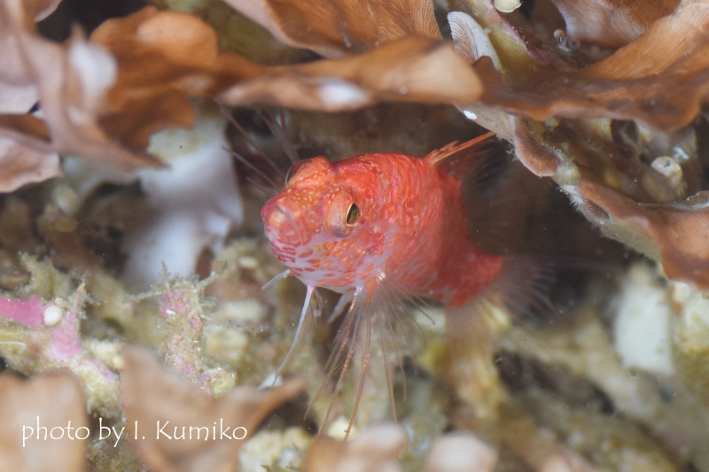 レンガハナダイ