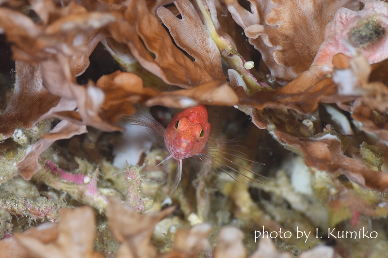 レンガハナダイ正面顔