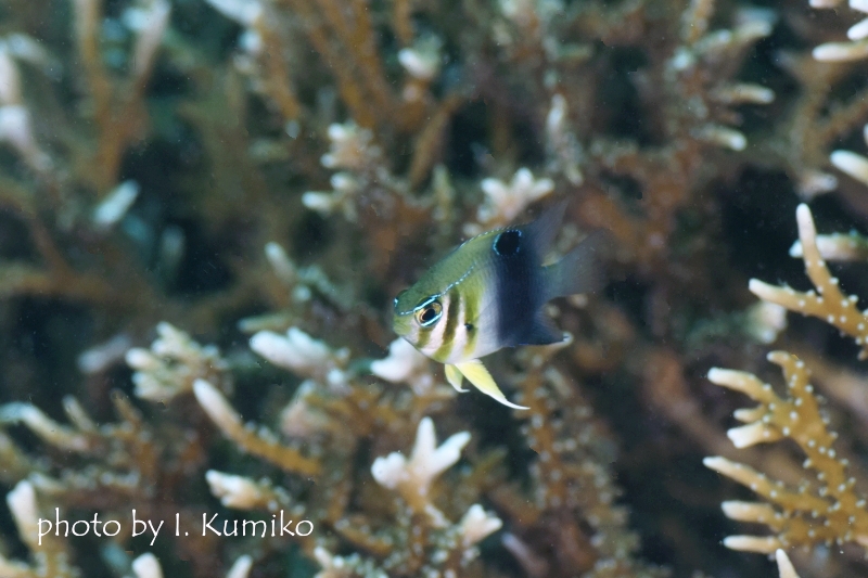 カザリスズメダイ