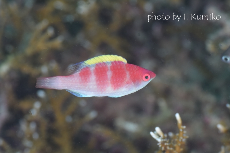 イエローフィンフェアリーラス