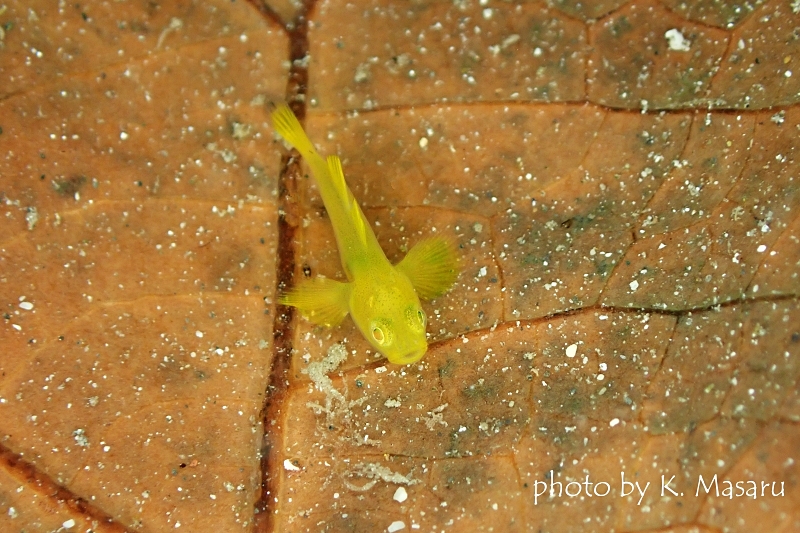 タイニーゴビー